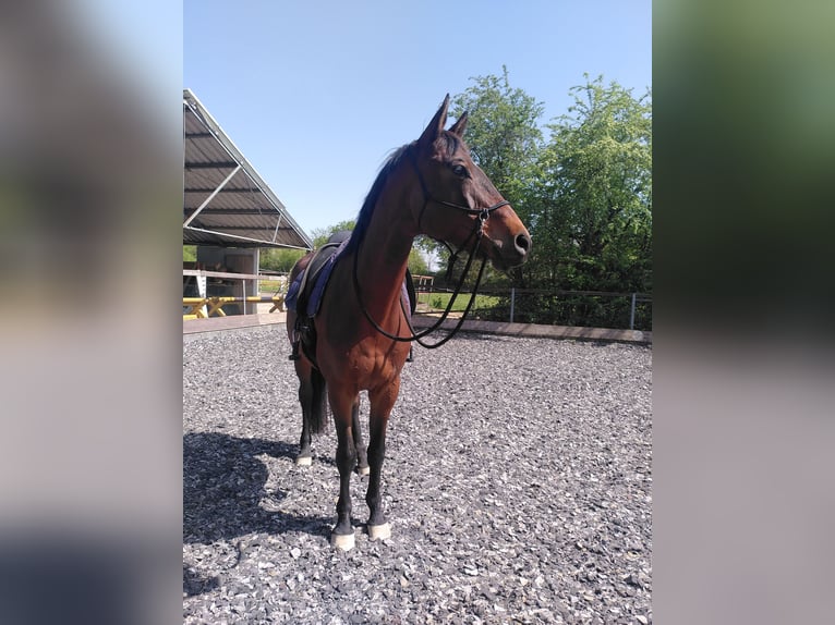 Trakehner Giumenta 10 Anni 168 cm Baio in Neresheim