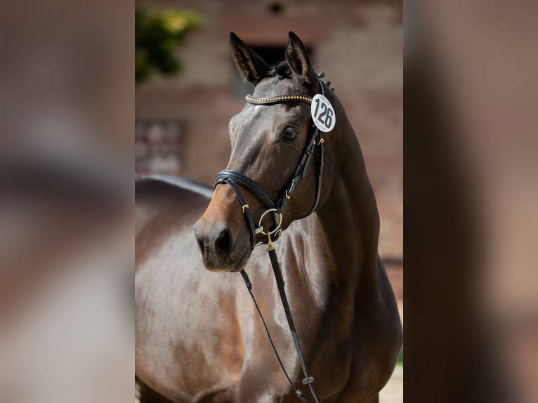 Trakehner Giumenta 10 Anni 168 cm Baio scuro in Imsbach