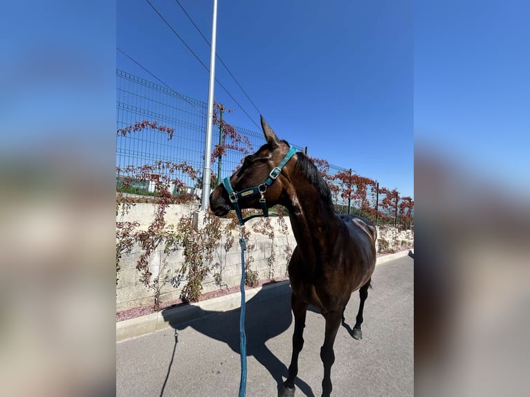 Trakehner Giumenta 10 Anni 168 cm Baio scuro in Sofia