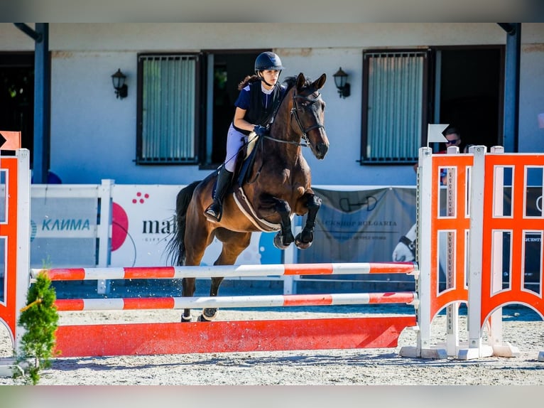 Trakehner Giumenta 10 Anni 168 cm Baio scuro in Sofia