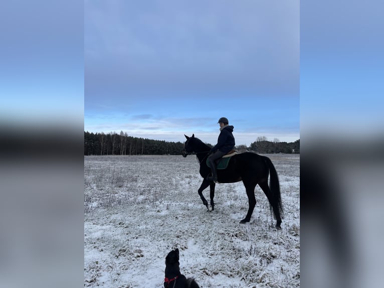 Trakehner Giumenta 10 Anni 168 cm Morello in Palanga