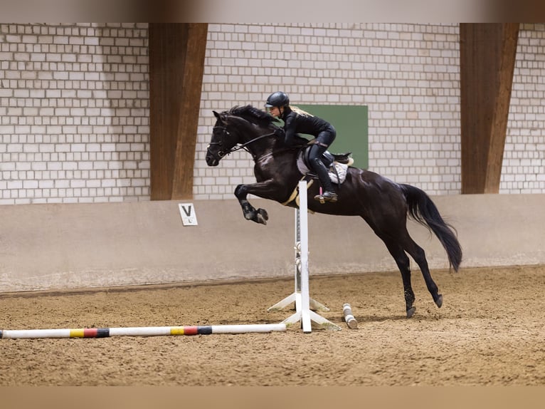 Trakehner Giumenta 10 Anni 170 cm Baio nero in Bönen
