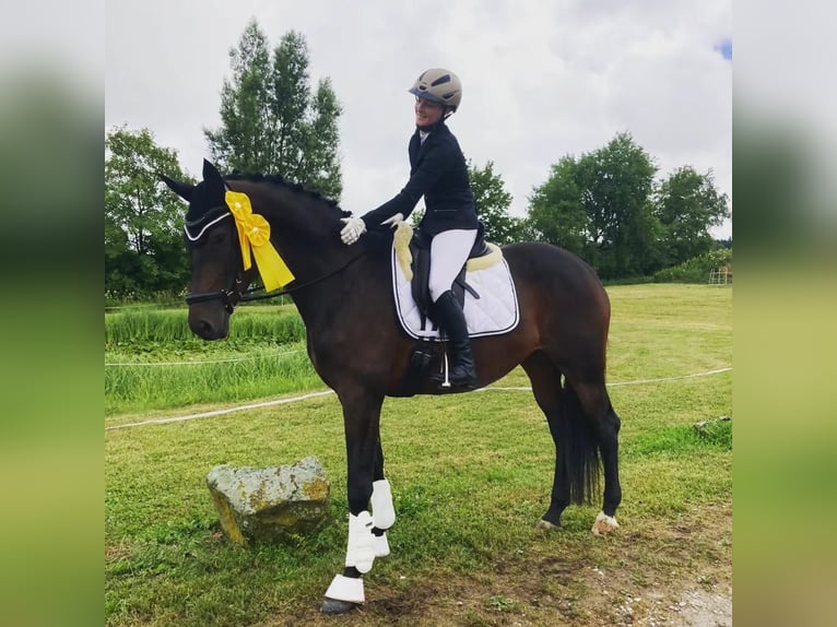 Trakehner Giumenta 10 Anni 172 cm Baio scuro in Günzburg