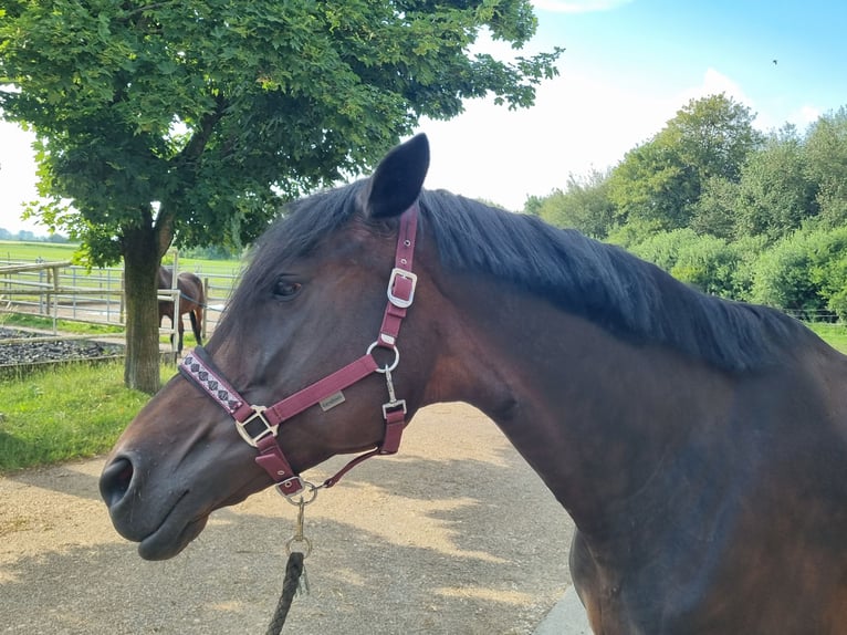 Trakehner Giumenta 10 Anni 172 cm Baio scuro in Günzburg