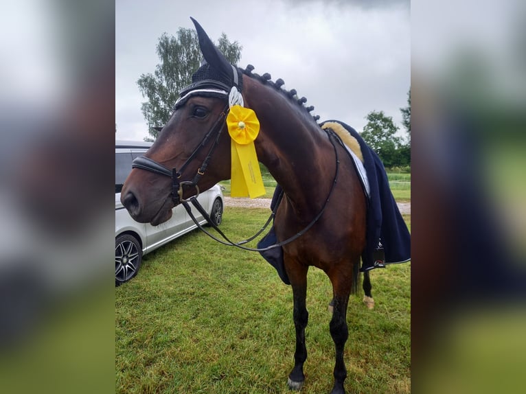 Trakehner Giumenta 10 Anni 172 cm Baio scuro in Günzburg