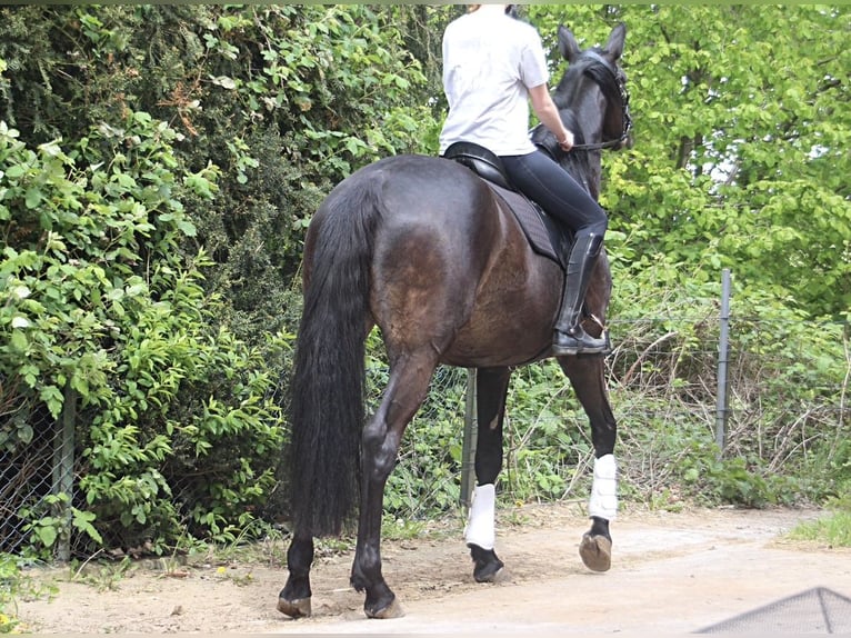 Trakehner Giumenta 10 Anni 174 cm Baio scuro in Soest