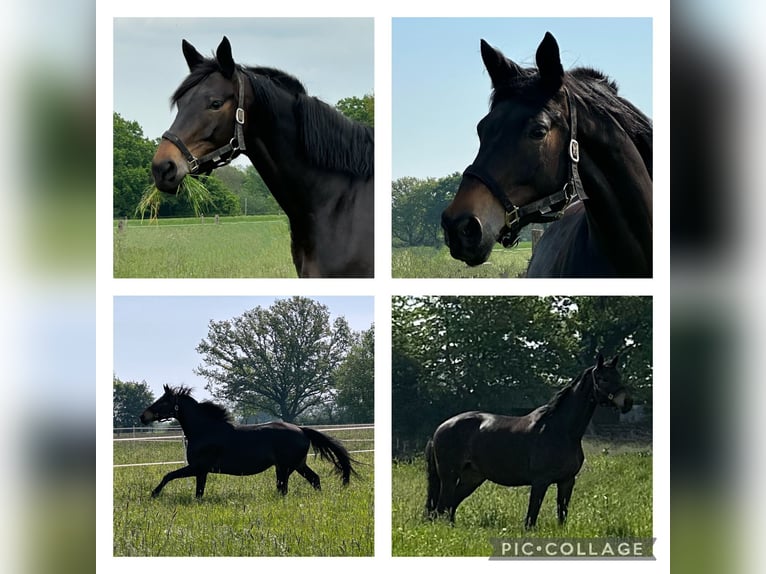 Trakehner Giumenta 10 Anni 174 cm Baio scuro in Soest