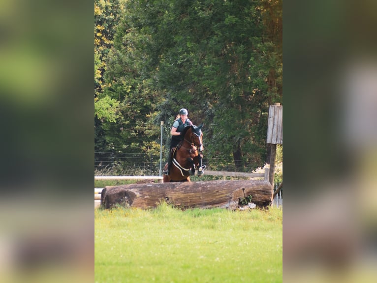 Trakehner Giumenta 10 Anni 180 cm Baio in Wartenberg