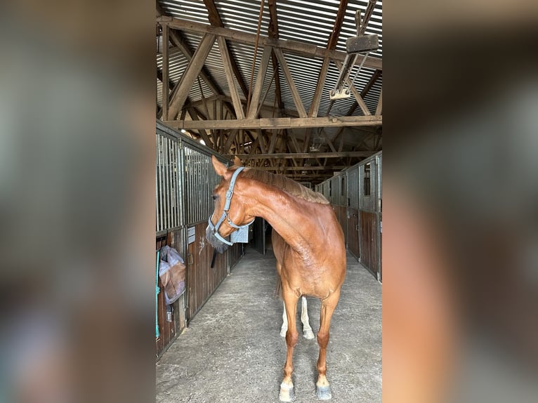 Trakehner Giumenta 10 Anni Sauro in Dresden