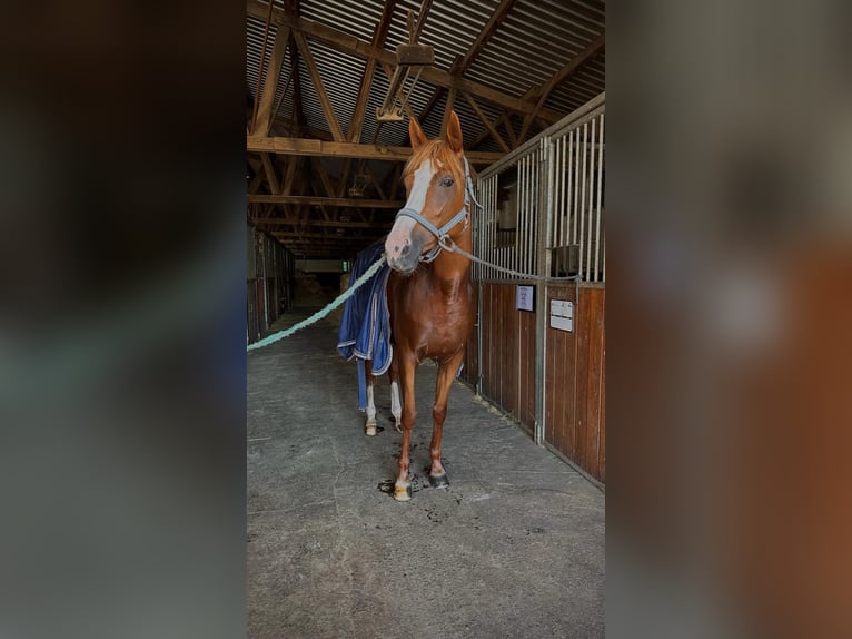 Trakehner Giumenta 10 Anni Sauro in Dresden