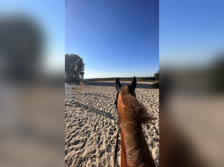 Trakehner Giumenta 10 Anni Sauro in Dresden