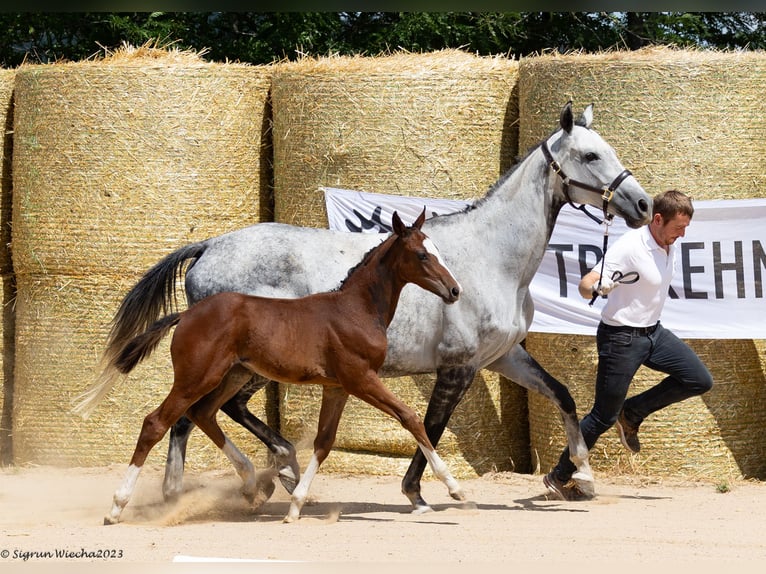 Trakehner Giumenta 11 Anni 162 cm in Aytos