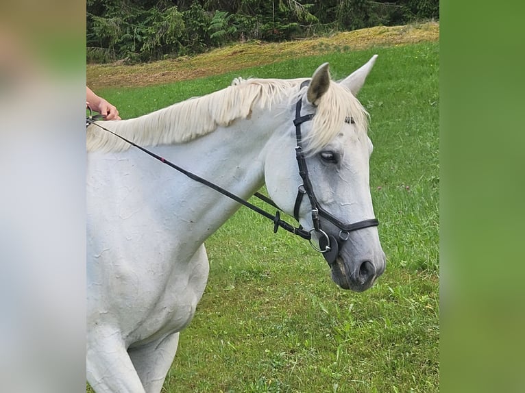 Trakehner Giumenta 11 Anni 162 cm Grigio in Missen-Wilhams