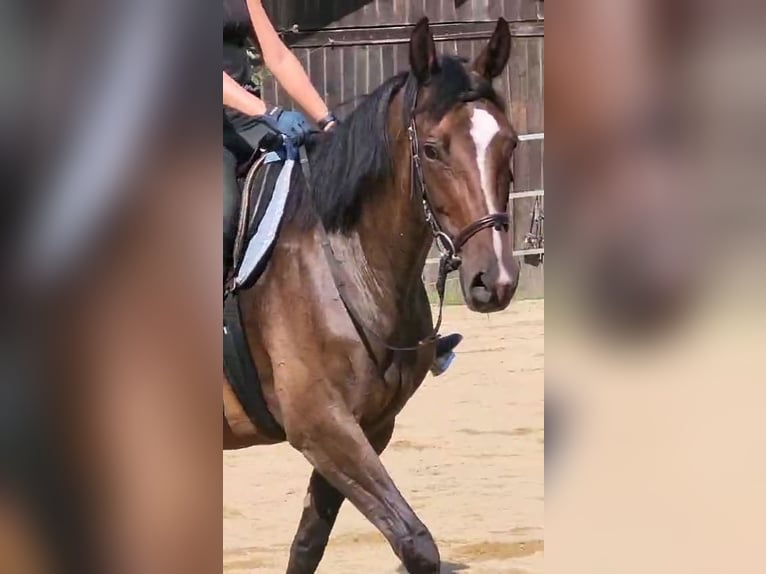 Trakehner Giumenta 11 Anni 163 cm Baio scuro in Hebertsfelden