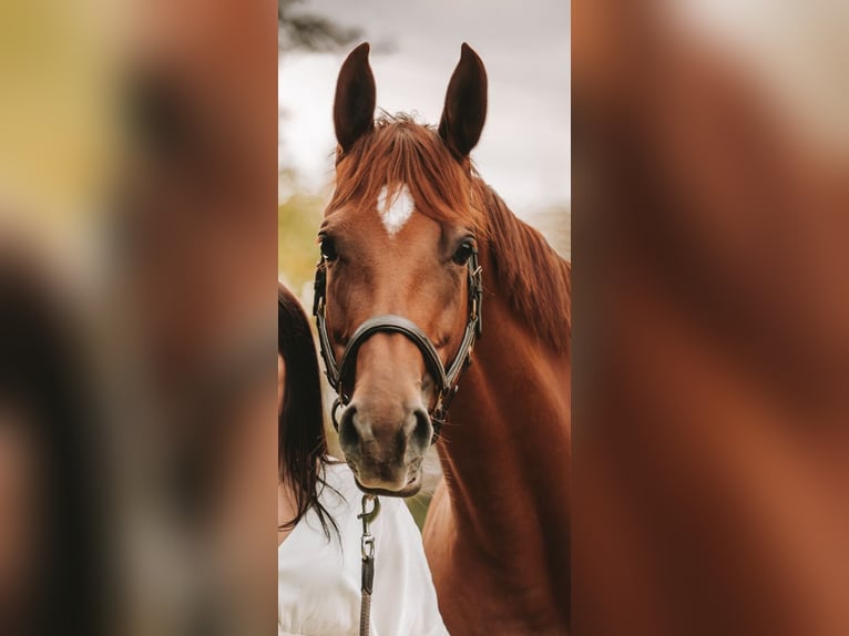 Trakehner Giumenta 11 Anni 164 cm Sauro in Wernau