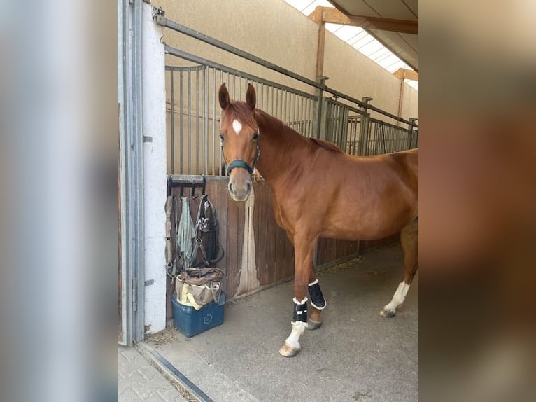 Trakehner Giumenta 11 Anni 164 cm Sauro in Wernau