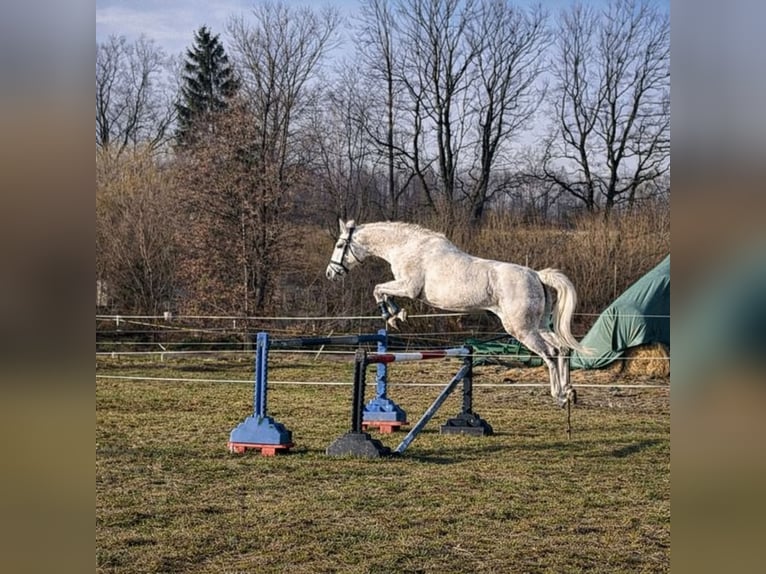Trakehner Giumenta 11 Anni 165 cm Grigio in Niederwiesa