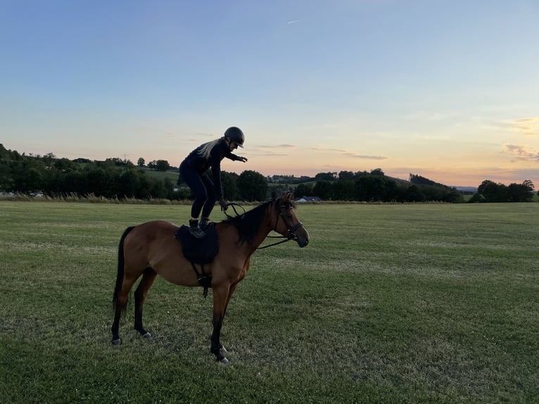 Trakehner Giumenta 12 Anni 162 cm Baio in Bergneustadt