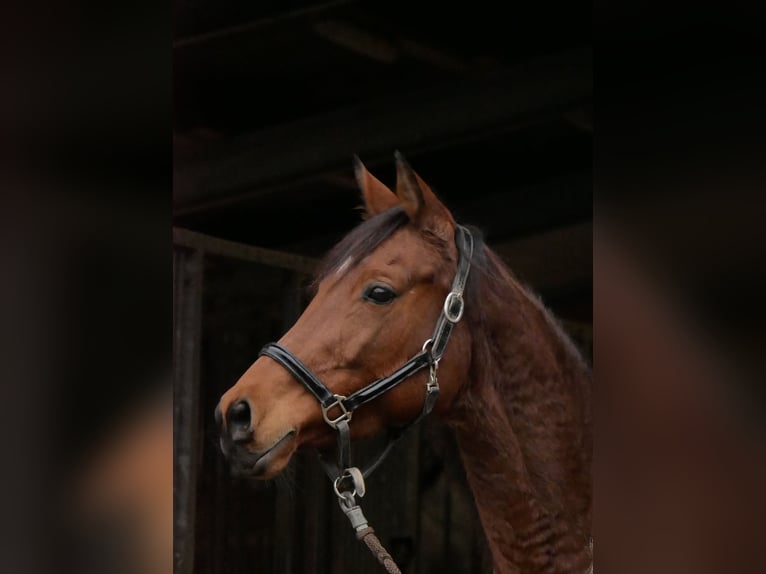 Trakehner Giumenta 12 Anni 162 cm Baio in Bergneustadt