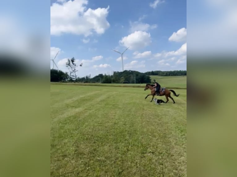 Trakehner Giumenta 12 Anni 162 cm Baio in Bergneustadt