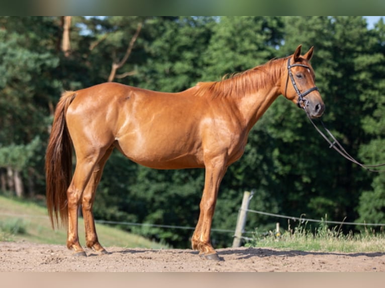 Trakehner Giumenta 12 Anni 163 cm Sauro in Garden