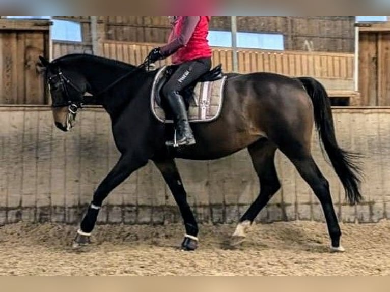 Trakehner Giumenta 12 Anni 165 cm Baio scuro in Rosenheim