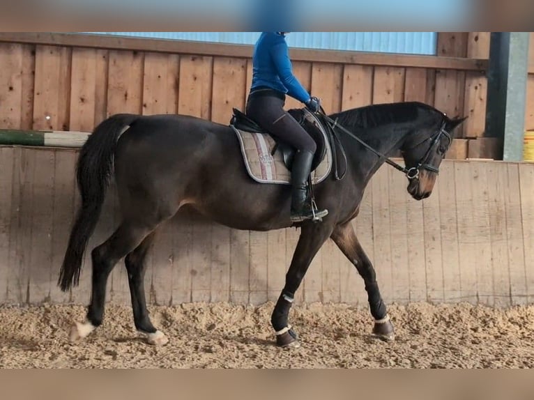 Trakehner Giumenta 12 Anni 165 cm Baio scuro in Rosenheim