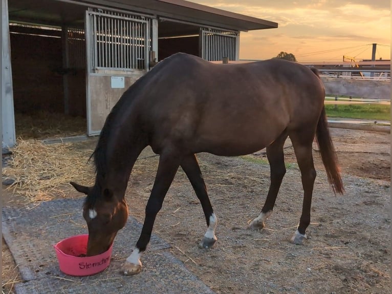 Trakehner Giumenta 12 Anni 165 cm Baio scuro in Rosenheim