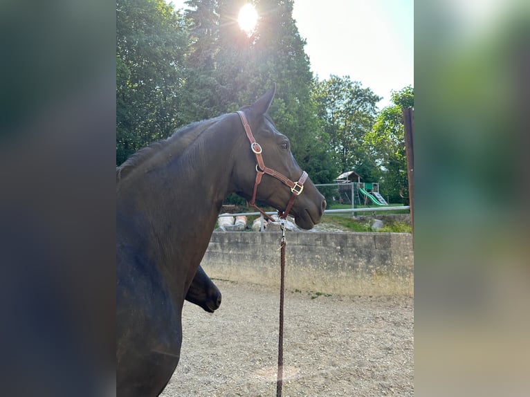 Trakehner Giumenta 12 Anni 165 cm Morello in WehringenWehringen