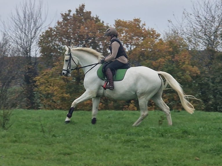 Trakehner Giumenta 12 Anni 166 cm Grigio in Majenfelde (Bosau)