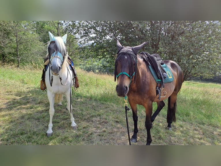 Trakehner Giumenta 12 Anni 168 cm Baio in Hallgarten