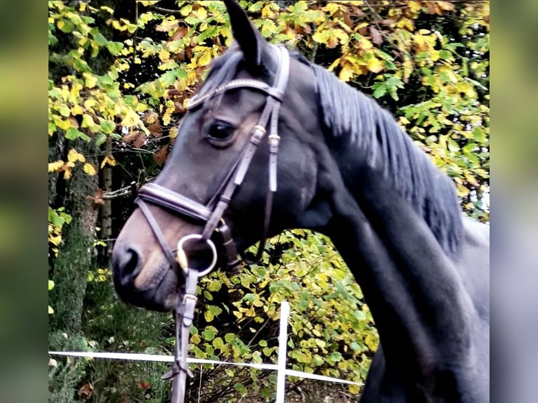 Trakehner Giumenta 12 Anni 170 cm Baio nero in Bad Laasphe