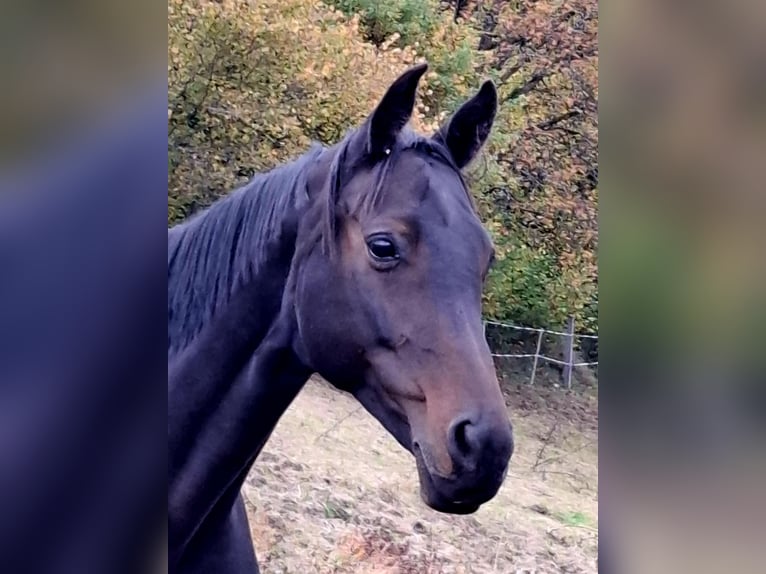 Trakehner Giumenta 12 Anni 170 cm Baio nero in Bad Laasphe
