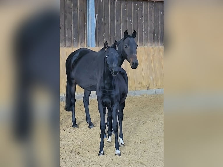 Trakehner Giumenta 12 Anni 170 cm Baio nero in Bad Laasphe