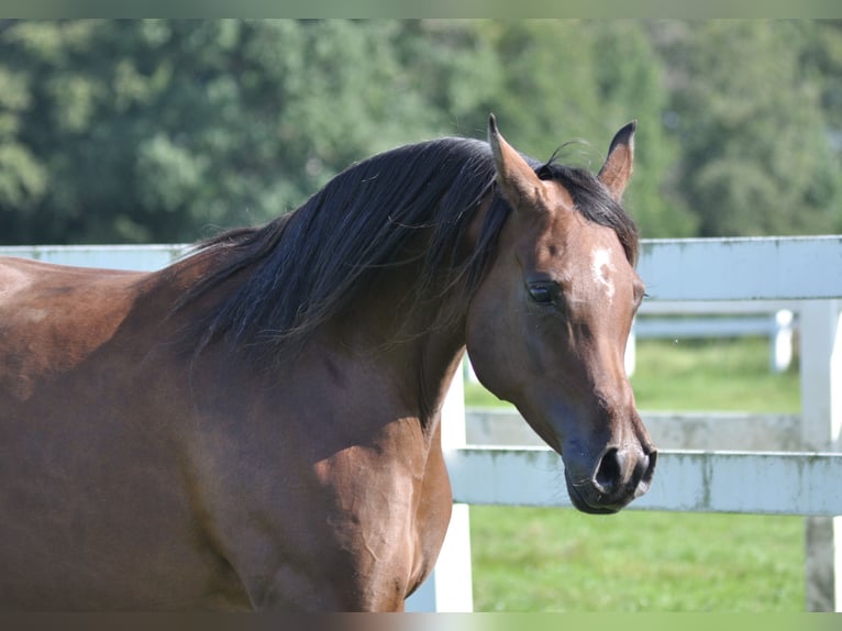 Trakehner Giumenta 13 Anni 158 cm Baio in Bad Oldesloe