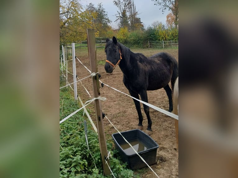 Trakehner Giumenta 13 Anni 160 cm Baio scuro in Eppingen