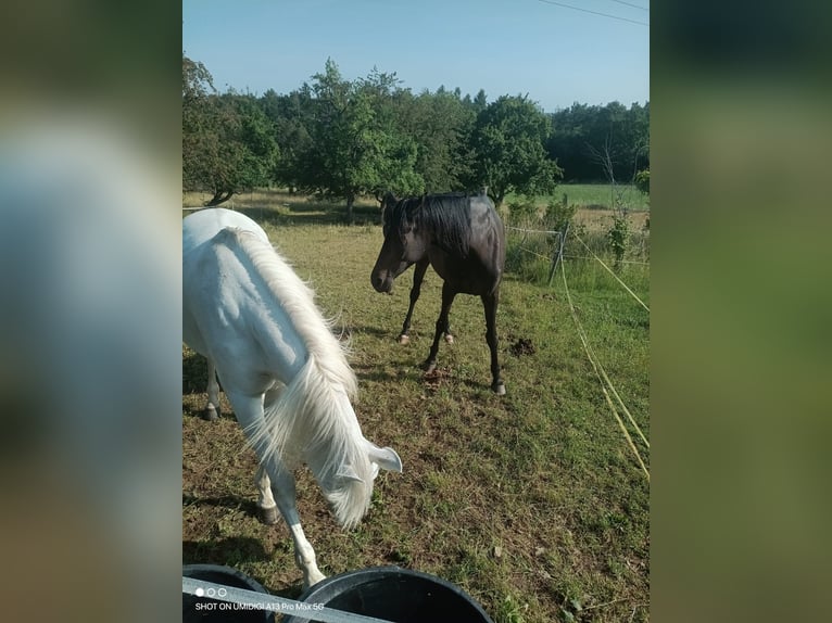 Trakehner Giumenta 13 Anni 160 cm Baio scuro in Eppingen
