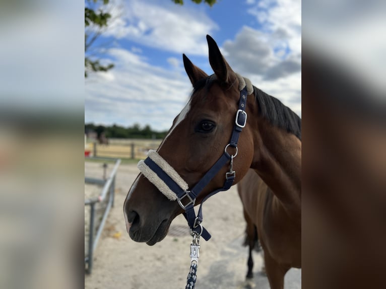 Trakehner Giumenta 13 Anni 163 cm Baio in Senden