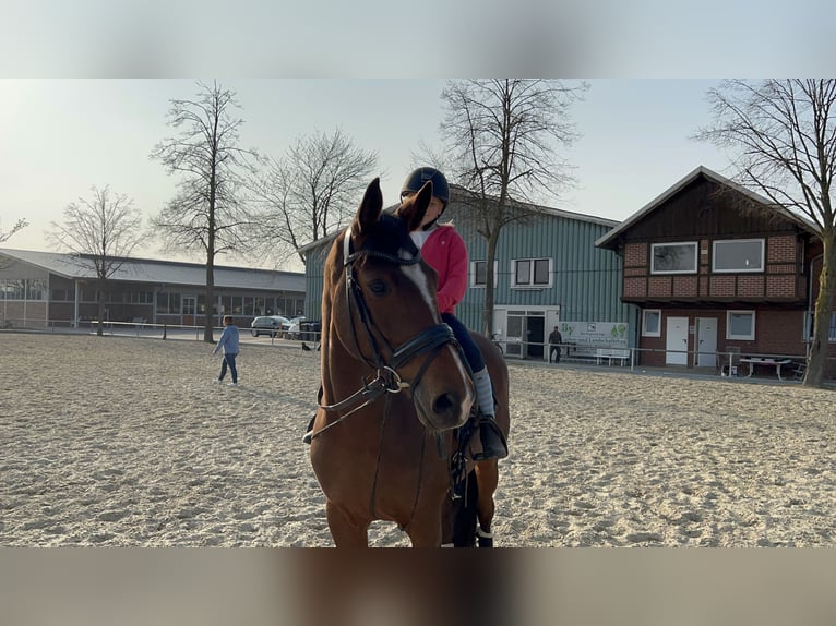 Trakehner Giumenta 13 Anni 163 cm Baio in Senden