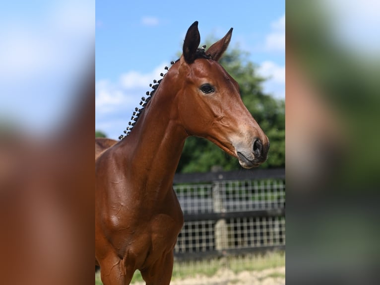 Trakehner Giumenta 13 Anni 165 cm Baio in Oelde