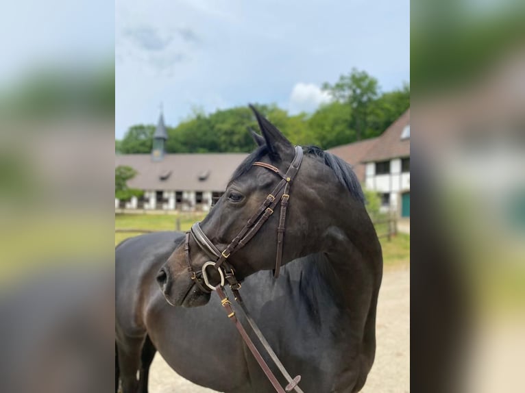 Trakehner Giumenta 13 Anni 165 cm Baio scuro in Springe