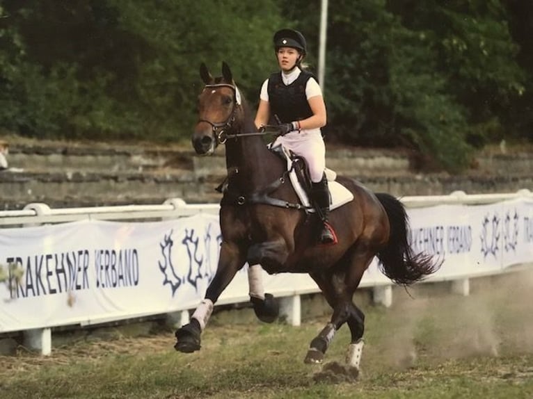 Trakehner Giumenta 13 Anni 166 cm Baio in Enger