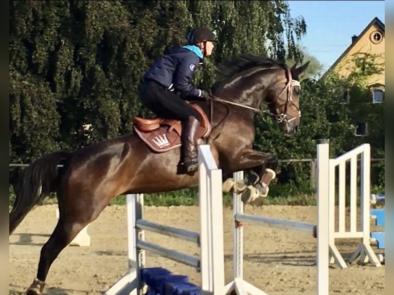 Trakehner Giumenta 13 Anni 166 cm Baio in Enger