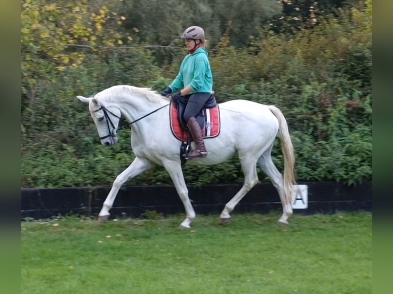 Trakehner Giumenta 13 Anni 166 cm Grigio in Majenfelde (Bosau)