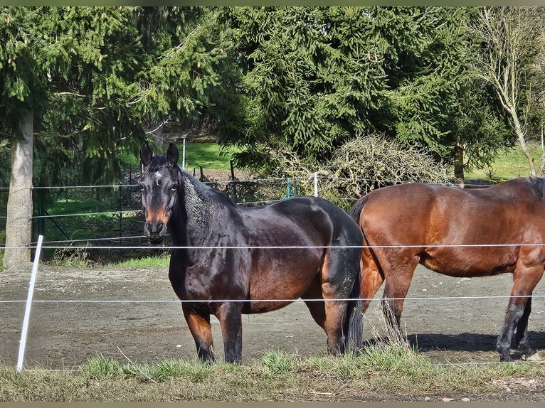 Trakehner Giumenta 13 Anni 168 cm Baio in Hallgarten