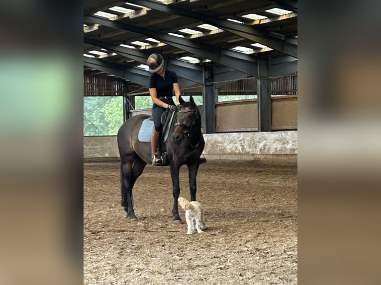 Trakehner Giumenta 13 Anni 168 cm Baio scuro in Bünde