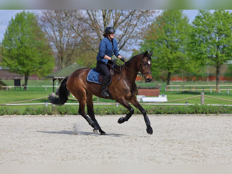 Trakehner Giumenta 13 Anni 170 cm Baio scuro in Nienburg (Weser) Holtorf