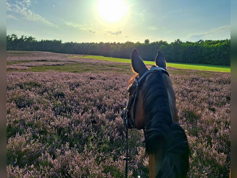 Trakehner Giumenta 13 Anni 170 cm Baio scuro in Nienburg (Weser) Holtorf