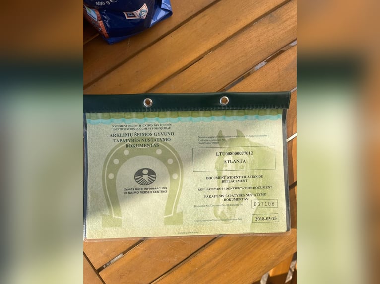 Trakehner Mix Giumenta 14 Anni 158 cm Sauro scuro in Wasserburg am Inn