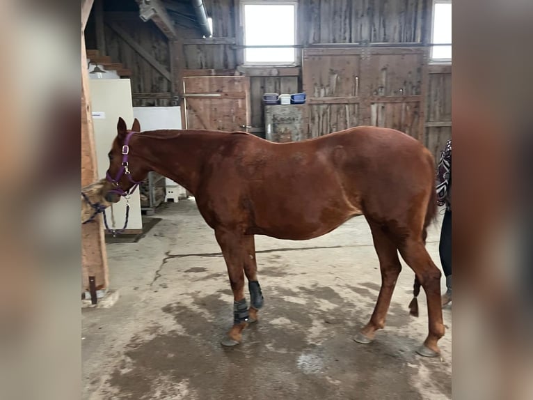 Trakehner Mix Giumenta 14 Anni 158 cm Sauro scuro in Wasserburg am Inn